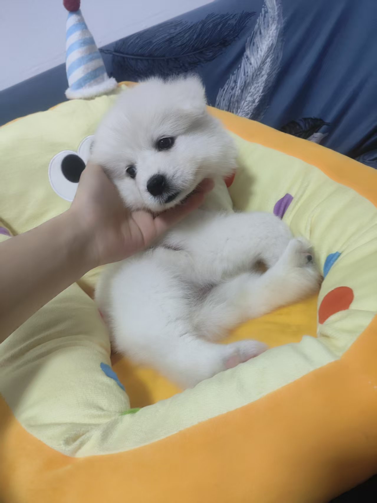 萨摩耶犬